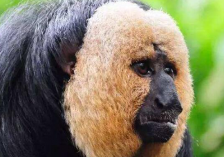 白面僧面猴长什么样子 白面僧面猴喜欢吃什么