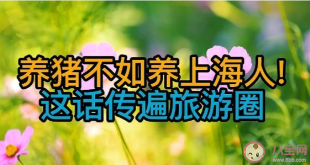 养猪不如养上海人这话传遍旅游圈 为什么说养猪不如养上海人