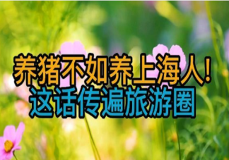 养猪不如养上海人这话传遍旅游圈 为什么说养猪不如养上海人