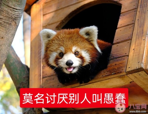 厌蠢症是什么心理怎么产生的 怎么理解厌蠢症