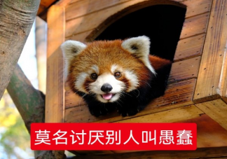 厌蠢症是什么心理怎么产生的 怎么理解厌蠢症