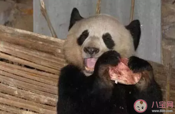 医院有位患者叫熊猫是真熊猫是怎么回事 熊猫也能拍人类CT吗 医院有位患者叫熊猫是真熊猫是怎么回事 熊猫也能拍人类CT吗