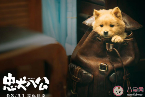 电影《忠犬八公》定档什么时候上映 《忠犬八公》讲的是什么故事