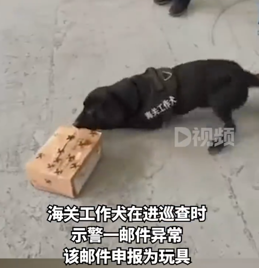 海关工作犬嗅出6只活体甲虫是什么情况 外来物种活体甲虫入境会怎样