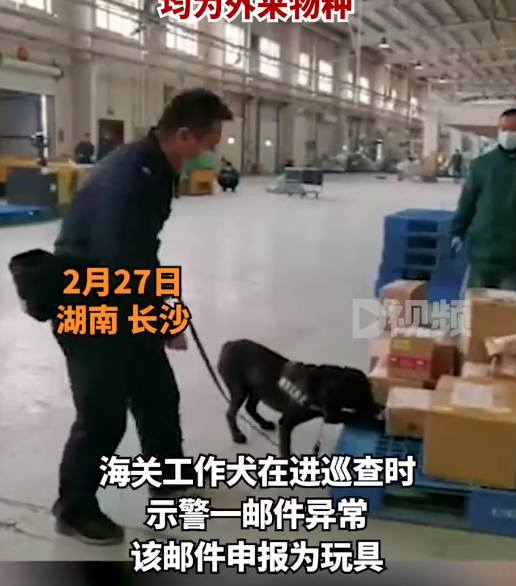 海关工作犬嗅出6只活体甲虫是什么情况 外来物种活体甲虫入境会怎样