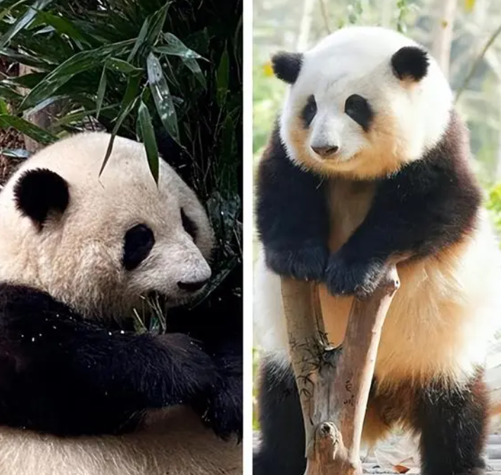 这不是花花是果赖 熊猫和花有多可爱 这不是花花是果赖 熊猫和花有多可爱
