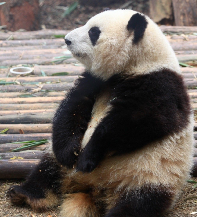 这不是花花是果赖 熊猫和花有多可爱 这不是花花是果赖 熊猫和花有多可爱