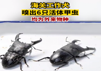 海关工作犬嗅出6只活体甲虫是什么情况 外来物种活体甲虫入境会怎样