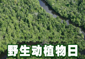 2023世界野生动植物日主题是什么 保护野生动植物我们能做什么