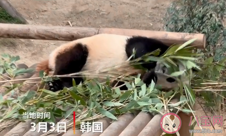 韩国熊猫爷爷用中文介绍福宝一家 福宝的父母是谁