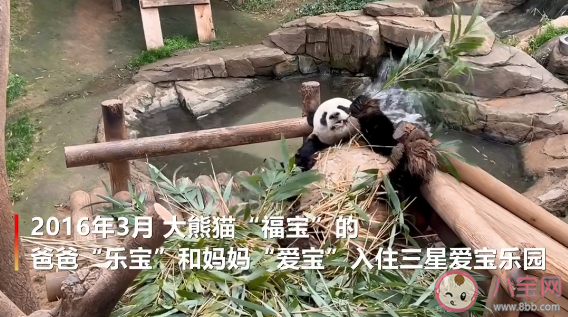 韩国熊猫爷爷用中文介绍福宝一家 福宝的父母是谁