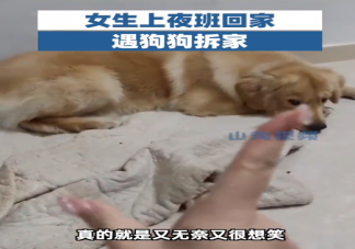 女生下班发现狗狗拆家收拾到凌晨 为什么狗狗喜欢拆家