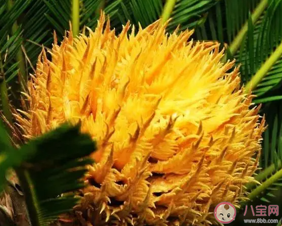 千年铁树开花形容罕见铁树开花真的那么难吗 蚂蚁庄园3月7日答案介绍