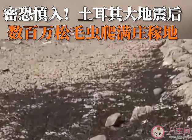 地震后松毛虫大规模入侵土耳其是怎么回事 为什么出现大量的松毛虫