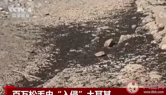 地震后松毛虫大规模入侵土耳其 松毛虫有什么危害