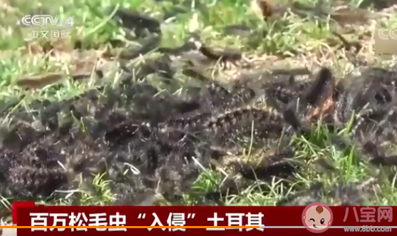 地震后松毛虫大规模入侵土耳其 松毛虫有什么危害