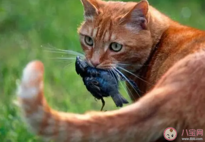 澳大利亚将对猫实行宵禁是怎么回事 为什么要对猫实行宵禁