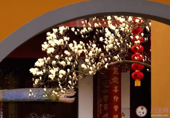 杭州法喜寺500岁玉兰盛放 玉兰花有多少品种