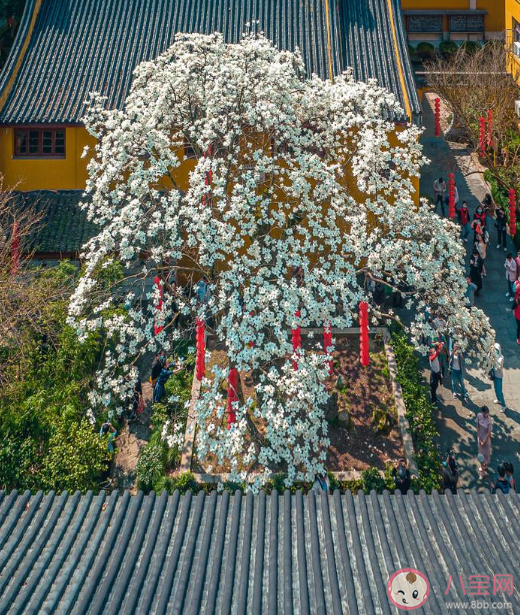 杭州法喜寺500岁玉兰盛放 玉兰花有多少品种