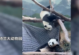 网友突击式检查世界各地大熊猫 外国哪个大熊猫最幸福
