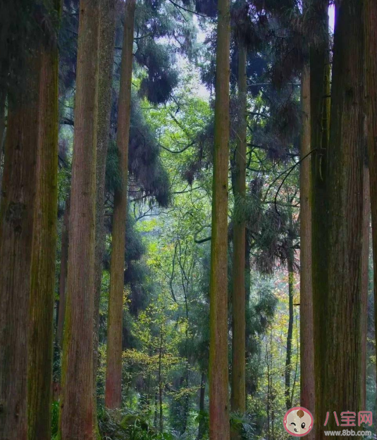 古代专门管理国家山林的官职叫什么 蚂蚁庄园3月11日答案