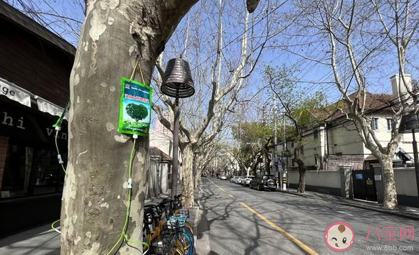 为什么有些树木也需要打点滴 蚂蚁庄园3月12日答案解析