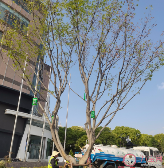 为什么有些树木也需要打点滴 蚂蚁庄园3月12日答案解析