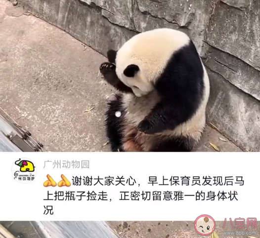 游客饮料不慎掉落被大熊猫捡来喝是怎么回事 大熊猫能喝饮料吗 游客饮料不慎掉落被大熊猫捡来喝是怎么回事 大熊猫能喝饮料吗