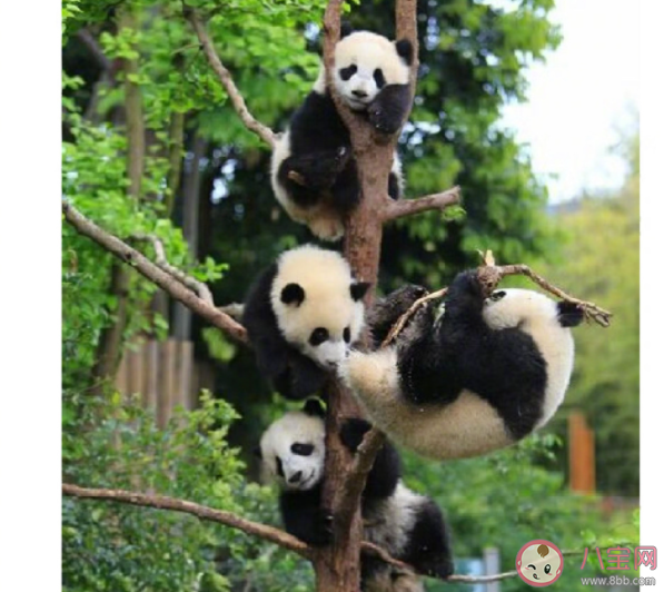 游客饮料不慎掉落被大熊猫捡来喝是怎么回事 大熊猫能喝饮料吗 游客饮料不慎掉落被大熊猫捡来喝是怎么回事 大熊猫能喝饮料吗