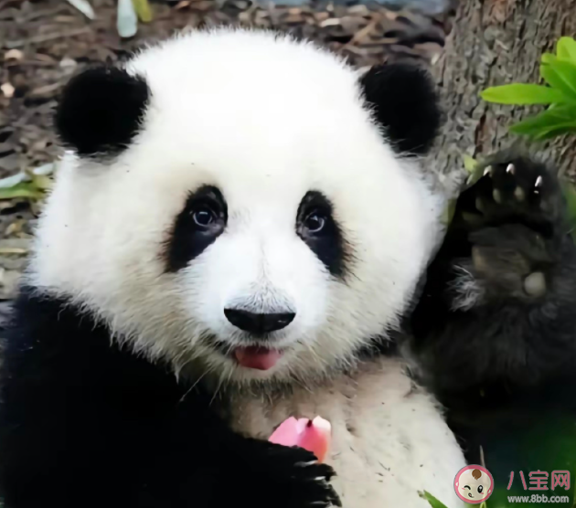 熊猫花花是如何成为顶流的 花花流眼泪是怎么回事
