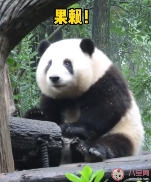 花花流眼泪是怎么了 花花是如何成为熊猫中的顶流