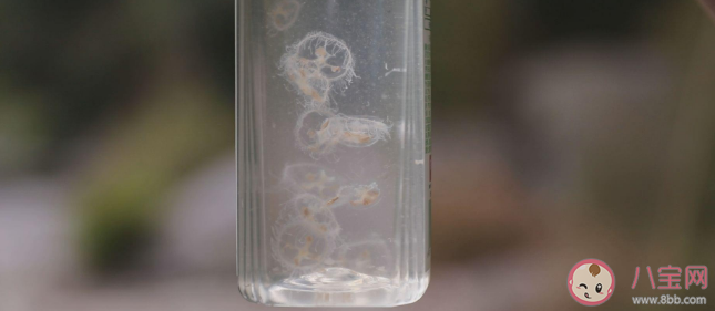 为什么桃花水母是水中大熊猫 桃花水母为什么罕见