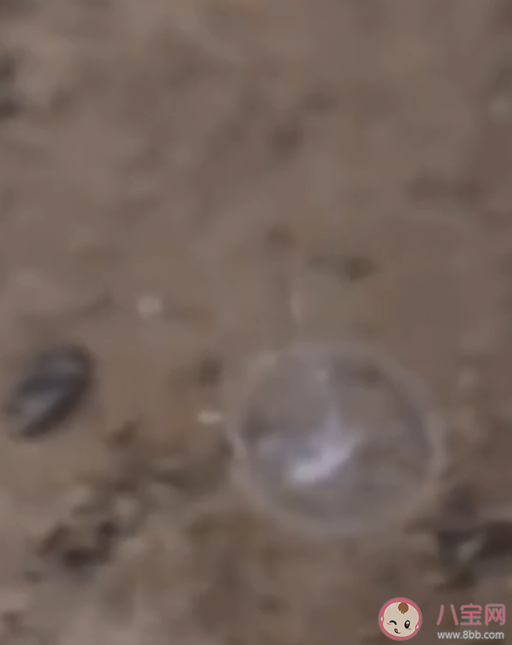 为什么桃花水母是水中大熊猫 桃花水母为什么罕见