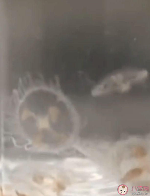 为什么桃花水母是水中大熊猫 桃花水母为什么罕见