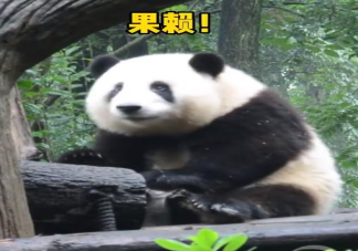 花花流眼泪是怎么了 花花是如何成为熊猫中的顶流