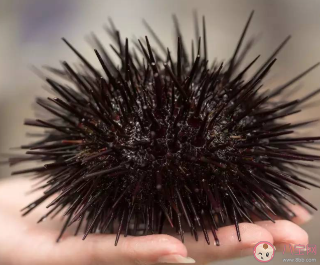 被称为海底刺客的海洋生物是 神奇海洋3月15日答案 被称为海底刺客的海洋生物是 神奇海洋3月15日答案