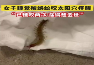女子睡觉时被10厘米蜈蚣咬太阳穴是怎么回事 被蜈蚣咬了会怎么样