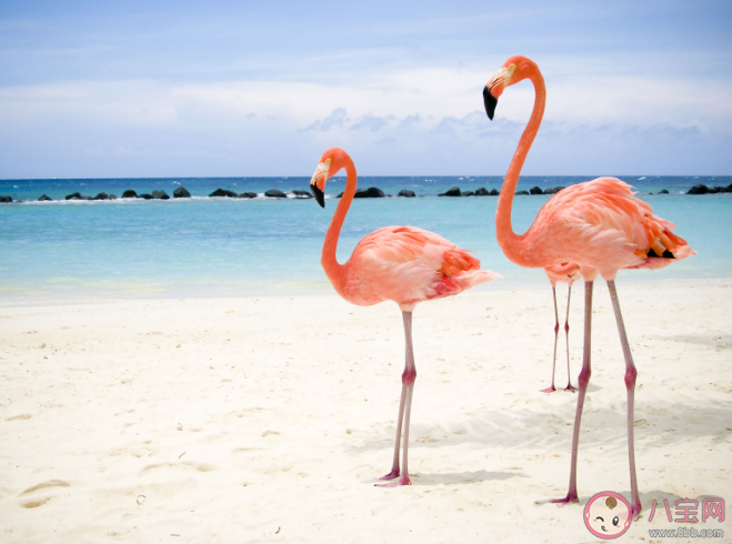 刚出生的火烈鸟羽毛是什么颜色 蚂蚁庄园3月17日答案 刚出生的火烈鸟羽毛是什么颜色 蚂蚁庄园3月17日答案