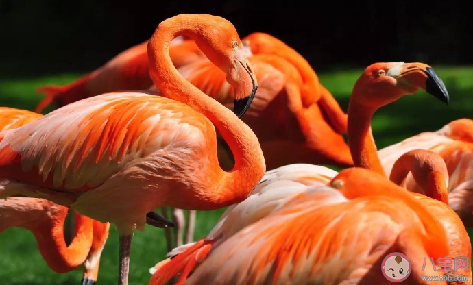 刚出生的火烈鸟羽毛是什么颜色 蚂蚁庄园3月17日答案 刚出生的火烈鸟羽毛是什么颜色 蚂蚁庄园3月17日答案