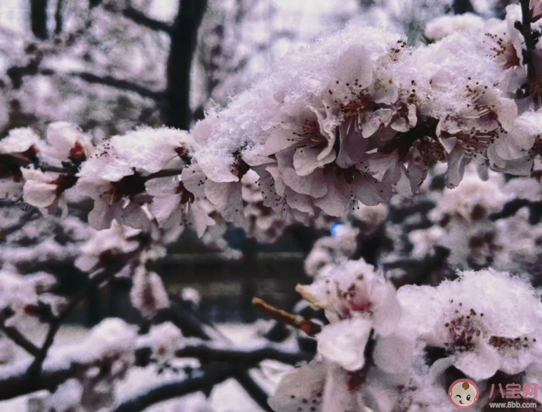河南多地迎来3月桃花雪 为什么河南三月还下雪