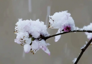 河南多地迎来3月桃花雪 为什么河南三月还下雪