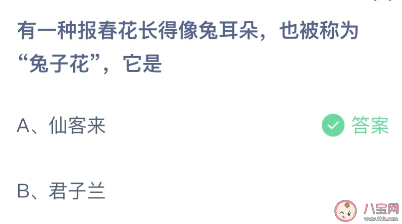 报春花长得像兔耳朵被称为兔子花的是 蚂蚁庄园3月18日答案介绍