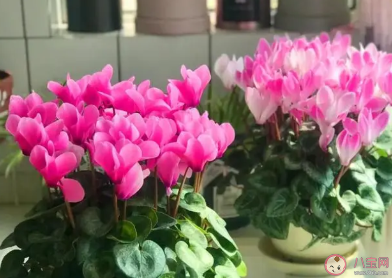 报春花长得像兔耳朵被称为兔子花的是 蚂蚁庄园3月18日答案介绍