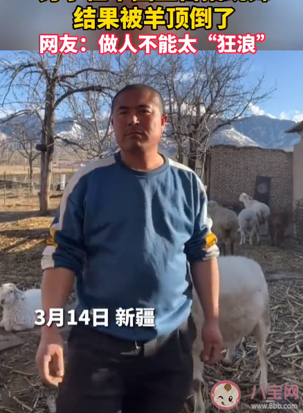 男子镜头前嗨舞被羊顶翻是怎么回事 羊为什么会顶人