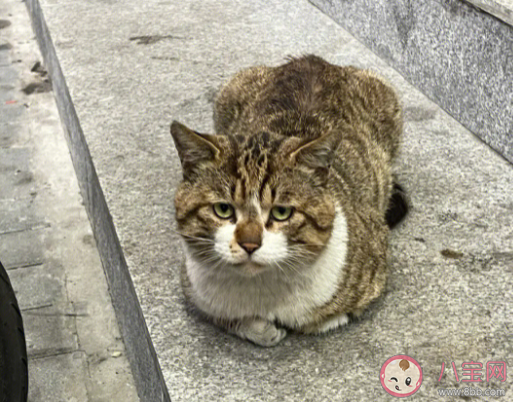 流浪猫能喂熟吗 要不要收养流浪猫 流浪猫能喂熟吗 要不要收养流浪猫
