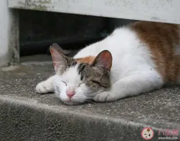流浪猫能喂熟吗 要不要收养流浪猫 流浪猫能喂熟吗 要不要收养流浪猫