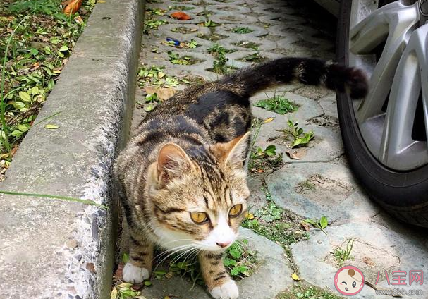 流浪猫能喂熟吗 要不要收养流浪猫 流浪猫能喂熟吗 要不要收养流浪猫
