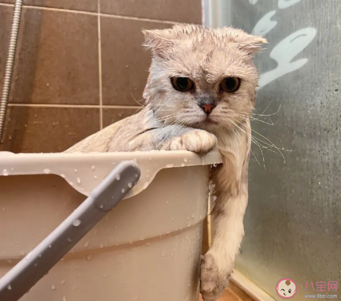 宠物猫几天洗一次澡最好 猫猫需要每天都洗澡吗