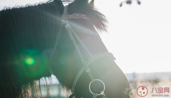 文学作品中的汗血宝马在现实中真的存在吗 蚂蚁庄园3月22日答案 文学作品中的汗血宝马在现实中真的存在吗 蚂蚁庄园3月22日答案