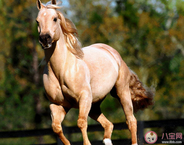 文学作品中的汗血宝马在现实中真的存在吗 蚂蚁庄园3月22日答案 文学作品中的汗血宝马在现实中真的存在吗 蚂蚁庄园3月22日答案